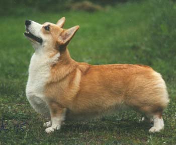 FIN CH Annline's Be My Best Wish