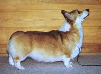 FIN CH Annline's Her Best Wish