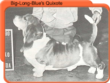 Big-long-blue's Quixote