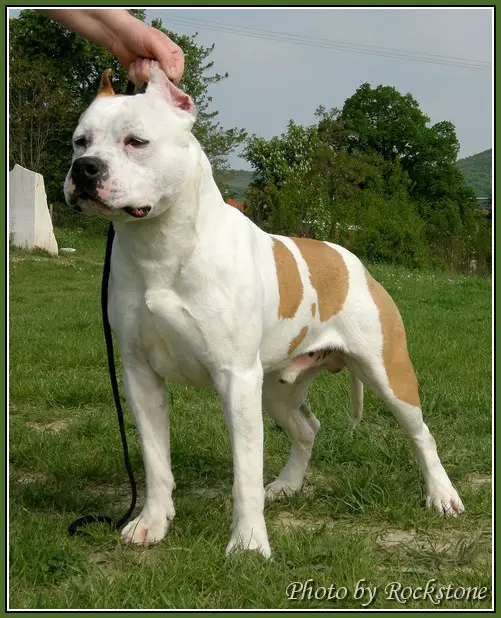 CAC Shirkan Rockstone