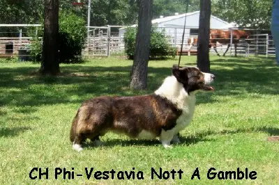 Phi-Vestavia Nott A Gamble