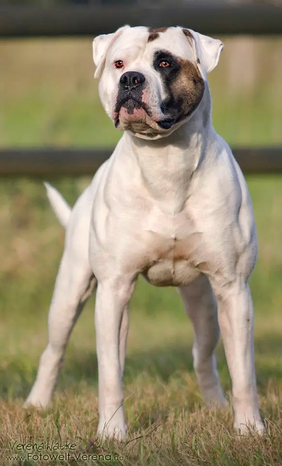 ABNAGR.CH&WCD/NKC CH Chestnut's Little Lakota