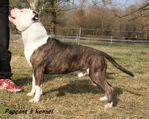 Pageant's Clifford of X-Pert