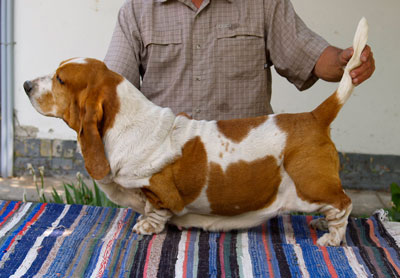 Bassbarr vodka tonic