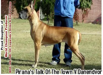 Pirana's Talk Of The Town V Danendvor