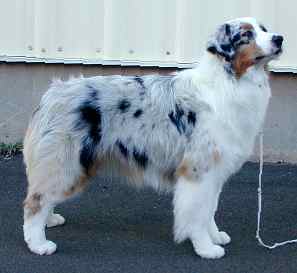 Terra-Blue Bashful