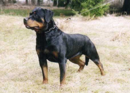 BH, AD, ZTP, VPG 1 Krabbe von der Scherau