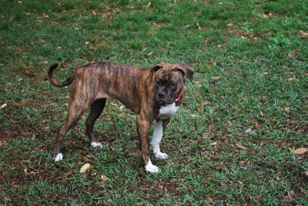 Dooley's Pepper Pecan Of Kk