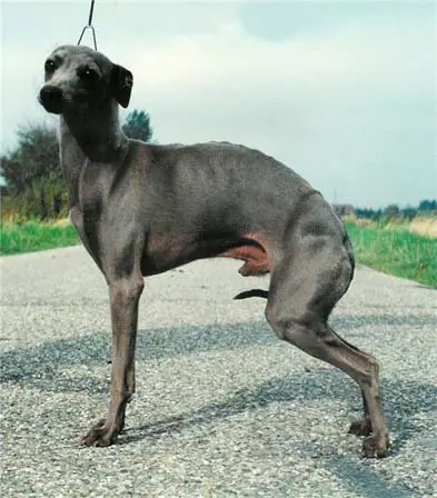 INT.CH. Isatis du Manoir des Ombreuses