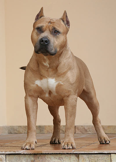 INTCH, CHRUS,JCH. RU Asti Dog House Zigfrid Rivs