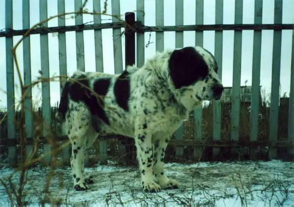 Ak-Nuker Chalt Sakhur