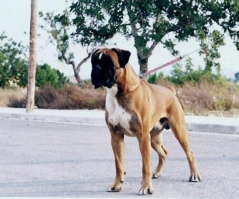 italo de cinco rosas