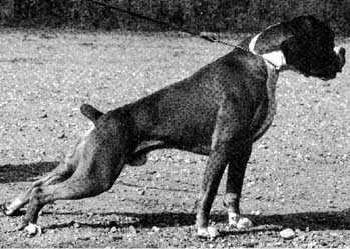 FIN. CH., EST. CH. Lladro v. h. Slaghek