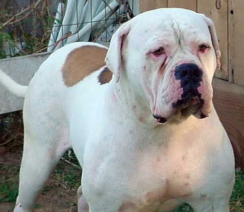 Hurley The Bull of Maximos