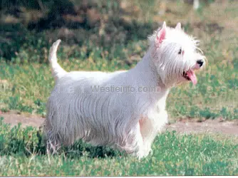 MULT. CH, INT. CH. Moonlight Show Overnice