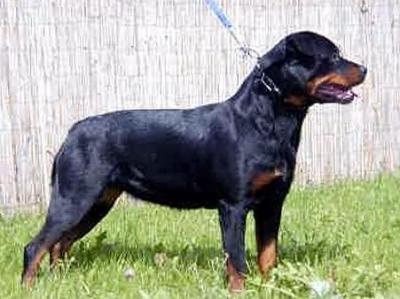 Bionda aus dem Blumental