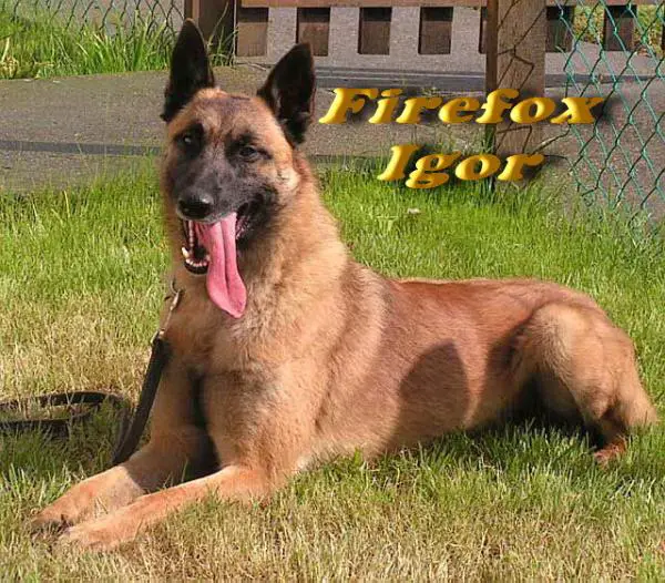 Firefox Igor