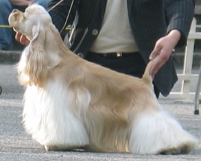 BALT-BY-RUS JCH,LTCH Elegant'S Sauleta Pievele