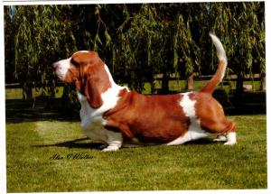 Switherland Blue Touch