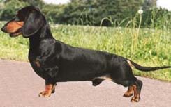 What A Son Watson V.D. Mibaf's Hoeve