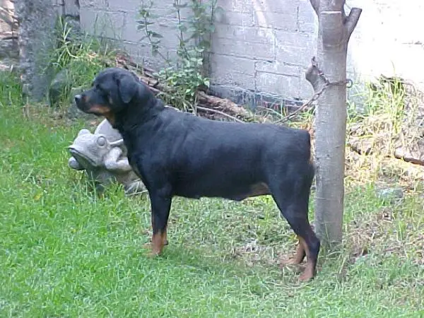 Tomages Aruba Mex. Fci.