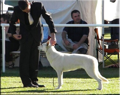 AUSTRALIAN CHAMPION Vallgardens Glitzy Glamour