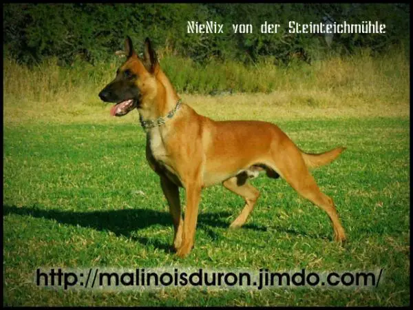 Nienix von der Steinteichmühle