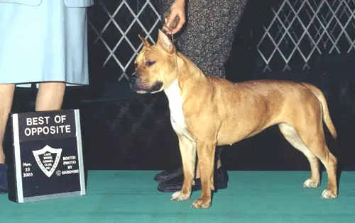 CH Pirouette's Irish Rose