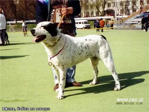 Afina