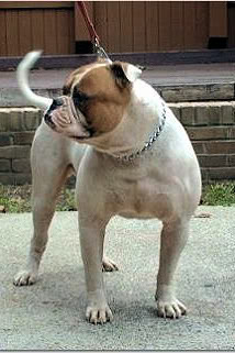 (Bessant's) Brahma the Bull 2