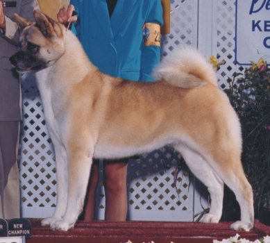 AKC CH Karma-Ki's Barbie Girl