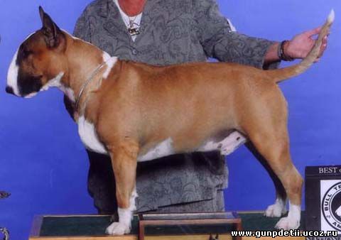 CH Rocky Top's Sundance Kid