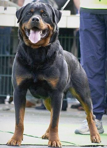 Filou vom Remmelshof