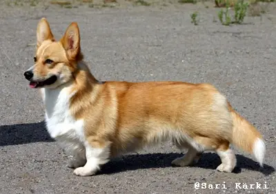 INT  FIN  EST  S CH Haywire's Farewell Seattle