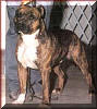 AKC CH R Chards Apache Dancer OFAg