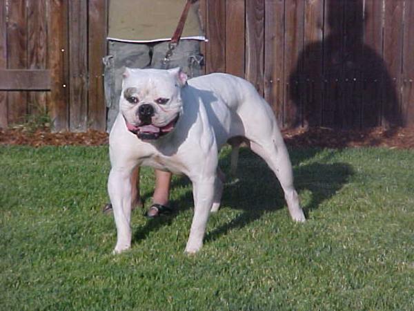 Von Liebel's Chopper of Frei