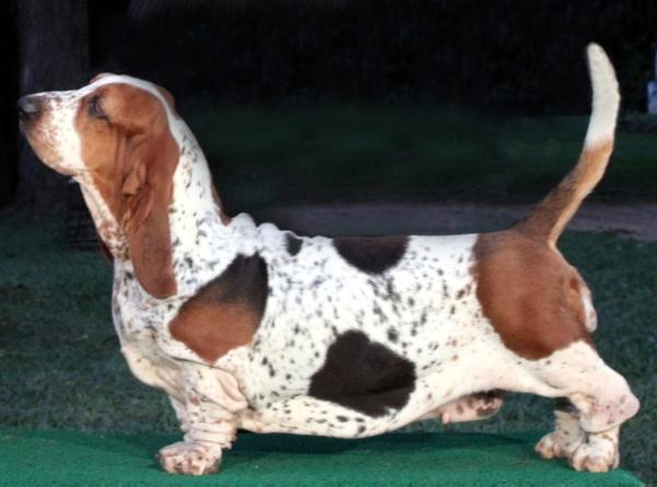 Short Cake dos Sete Moinhos