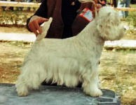 Timber-Wolf Cini