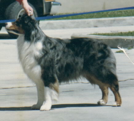 CH. Seneca Suns War Dancer