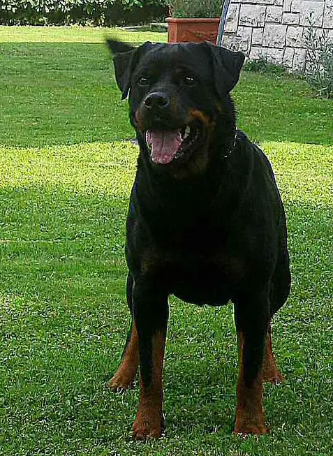 ZIGGY BUOSO DA DOVARA