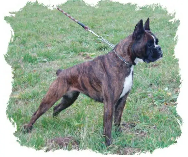 CAC, RCAC Casia Fender Edda