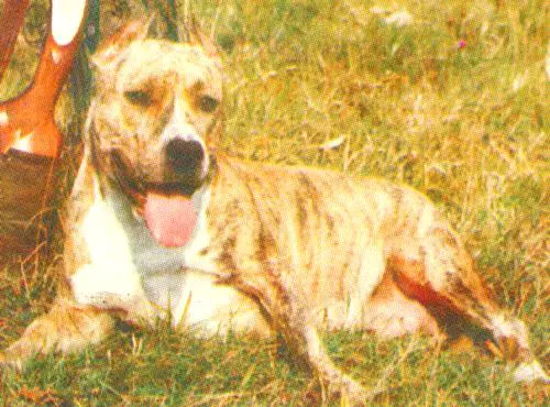 Promise's Staff KALI MADONA