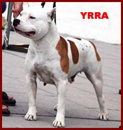 CH Szalai´s Yrra