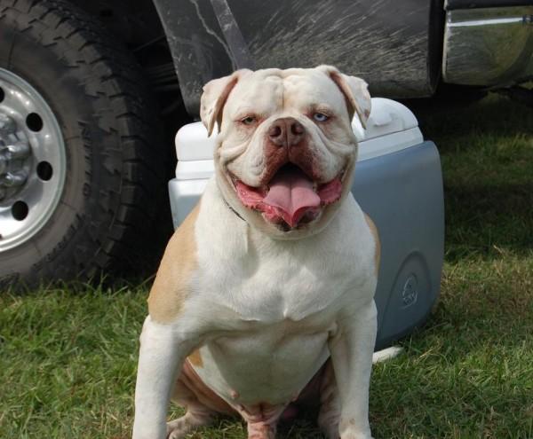 Texas Brand's Frankie Blue Eyes of SCAB'S