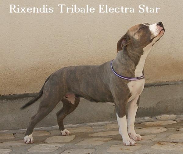 Rixendis Tribale Electra-Star