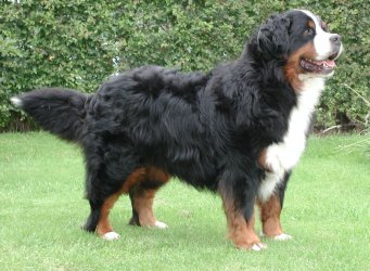 Tjalfe Van De Weyenberg