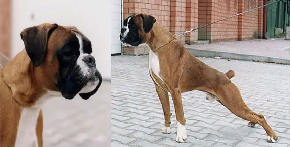 Brait`s Nikita