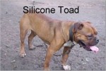 Silicone Toad