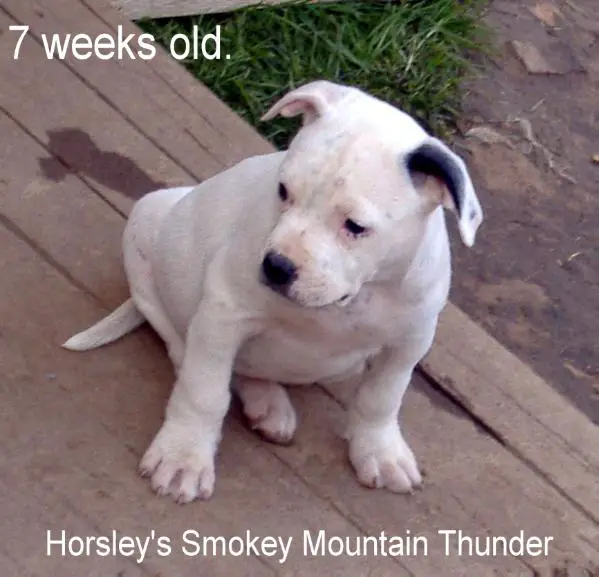 Horsley's Smokey Mountain Thunder