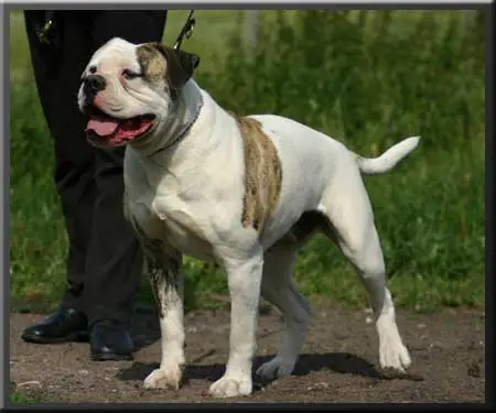 Manstopper's & BBB's Heina